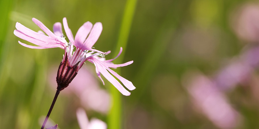 un fiore perfetto